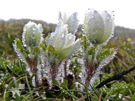 Pulsatilla alpina